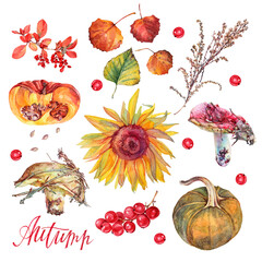 Watercolor autumn set. Pumpkin and sunflower, mushroom and leaves and berry isolated on white background. Hand-drawn forest food with lettering for card or sketchbook. Clipart for kitchen wallpaper