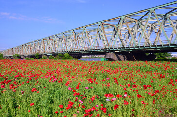 Shirley Poppies and iron bridge in Edogawa City, Tokyo