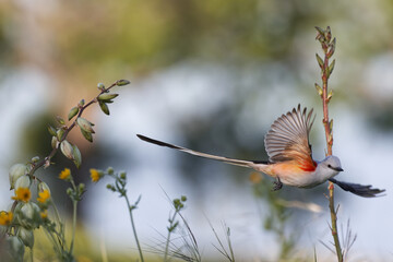 Scissor-tailed flycatcher. White Rock Lake, Dallas Texas