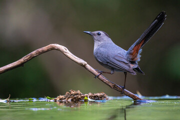 Gray catbird