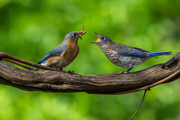 Adult Eastern bluebird feeding young with worms