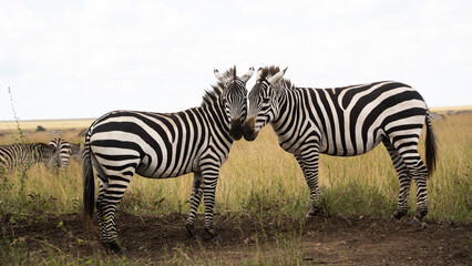 Fototapeta na wymiar Safari Africa