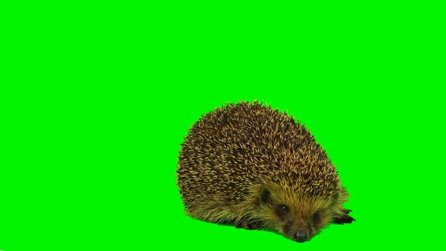hedgehog on green screen background