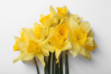 Beautiful yellow daffodils on white background, top view