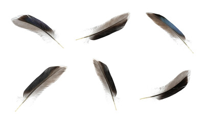 Set with beautiful feathers on white background