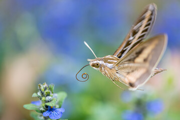 Hummingbird moth near flower