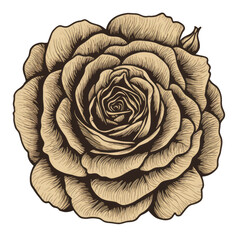 Fototapeta premium rose