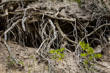 Focus on tree roots on a torn down wooden tree, uprooted, in an romanian european forest, ready for removal, covered in ground and grass.