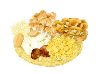 竹ざるに乗ったきのこの手描きイラスト