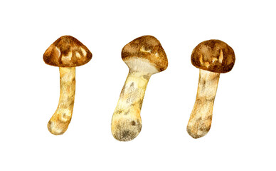 複数の松茸　きのこの手描き水彩イラスト素材