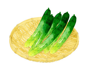 竹ざるに乗ったきゅうり　野菜の手描き水彩イラスト素材 - obrazy, fototapety, plakaty