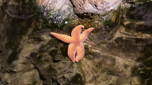 Starfish Asterias amurensis lying on rocky bottom washed by sea water. Orange Northern Pacific seastar gets stuck between wet rocks Generative AI