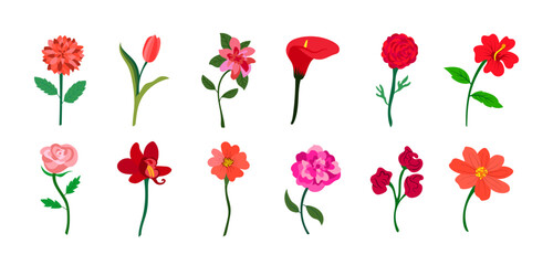 Colorful realistic flat flowers set. Red and pink colors. Perfect for illustrations and nature education.