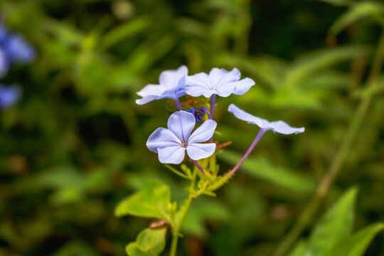 Flox Flower
