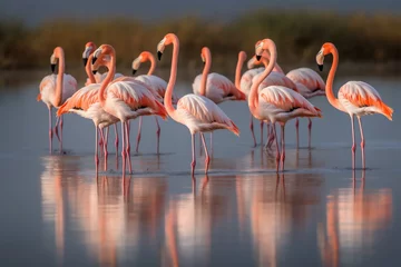 Gordijnen Close up on the beautiful group of flamingos in the wild   © lichaoshu