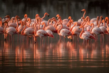 Fotobehang Close up on the beautiful group of flamingos in the wild   © lichaoshu