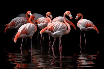 Fototapeten Close up on the beautiful group of flamingos in the wild   © lichaoshu