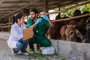 Obraz na płótnie Canvas Professional male and female veterinarians of ranch examining blood and health of cattle to data notes recorded in organic cow farm.