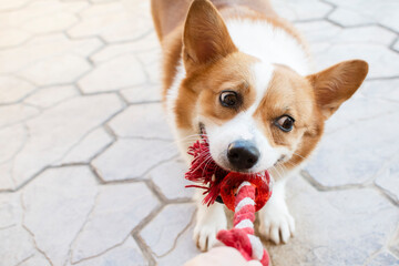 Funny Welsh Pembroke Corgi playing tug of war with the owner. Cute dog playing with the toy. Playing with dog