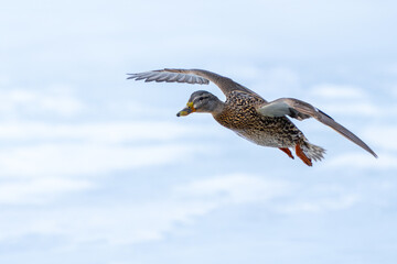 Mallard Hen Duck in Flight Over a Frozen Lake