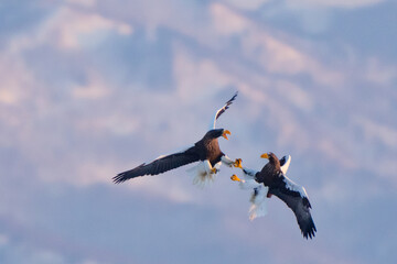 Steller's Sea Eagles Fight Over Fish in Hokkaido Japan in Winter
