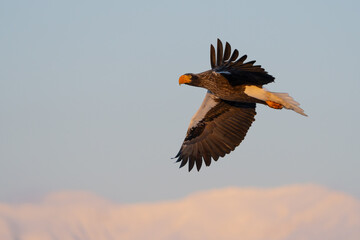 Steller's Sea Eagles Hunting for Fish in Hokkaido Japan in Winter