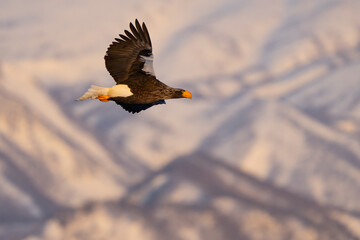 Steller's Sea Eagles Hunting for Fish in Hokkaido Japan in Winter