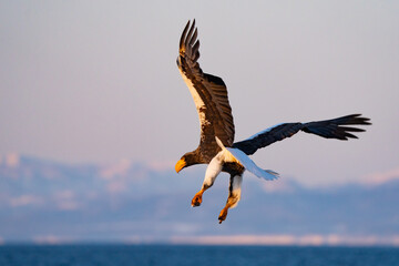 Steller's Sea Eagles Hunting for Fish in Hokkaido Japan in Winter