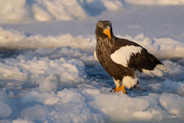 Steller's Sea Eagles Hunting for Fish in Hokkaido Japan in Winter