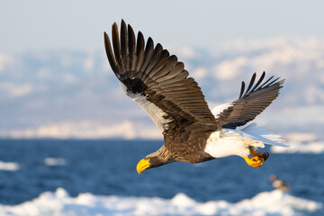 Steller's Sea Eagles Hunting for Fish in Hokkaido Japan in Winter