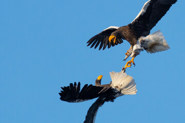 Steller's Sea Eagles Fight Over Fish in Hokkaido Japan in Winter