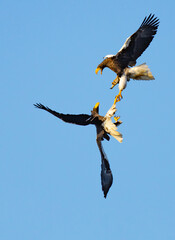 Steller's Sea Eagles Fight Over Fish in Hokkaido Japan in Winter