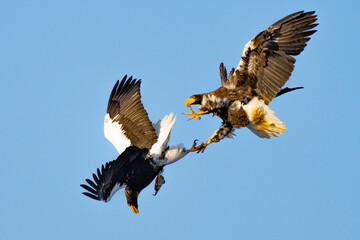 Steller's Sea Eagles Fight Over Fish in Hokkaido Japan in Winter