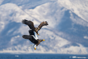 Steller's Sea Eagles Fight Over Fish in Hokkaido Japan in Winter