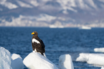 Steller's Sea Eagles Hunting for Fish in Hokkaido Japan in Winter
