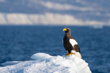 Steller's Sea Eagles Hunting for Fish in Hokkaido Japan in Winter