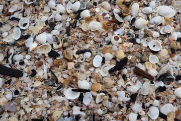 Close-up background abstract of seashells on the beach. 