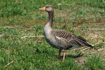 Naklejka na ściany i meble The greylag goose or graylag goose (Anser anser) on a green lawn.