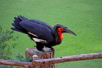 Hornbill, a bird ready to fly from the fence. 