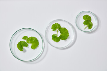 Minimal concept for advertising cosmetic of centella asiatica extract - petri dish containing...