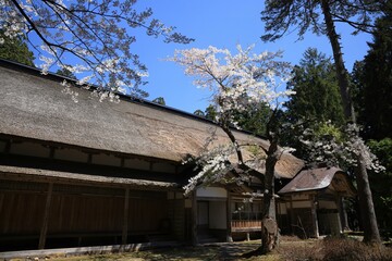 Iwakiyama Shrine in spring in JAPAN