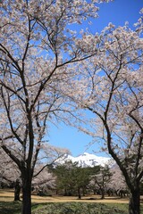 Hirosaki in full bloom, Sakurabayashi Park