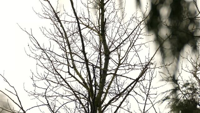 Golden or bald eagle perched on empty tree branch, takes off soaring into sky