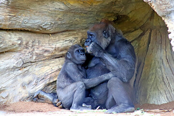 Young gorilla embracing its mother and checking out what is in her hand. 