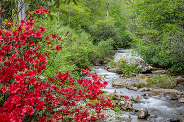 Fototapeta na wymiar azalea bloom along river
