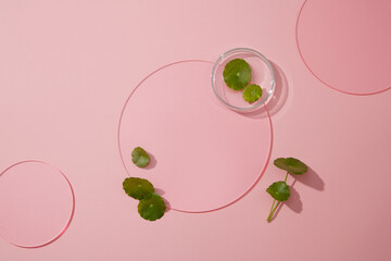 Blank space in pink background with gotu kola leaves, petri dish and acrylic sheets. Advertising photo, gotu kola extract for cosmetic using on skin, cosmetic from nature content