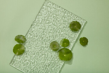 A rectangle transparent acrylic sheet displayed with some fresh Gotu kola leaves. Gotu kola (Centella asiatica) is commonly used as an herbal supplement