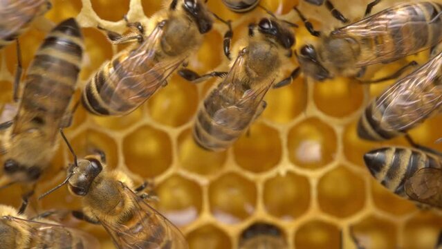 Fresh honey in a honeycomb close up. Organic beekeeping. Organic Honey Bee Farm. Rural beekeeping Generative AI