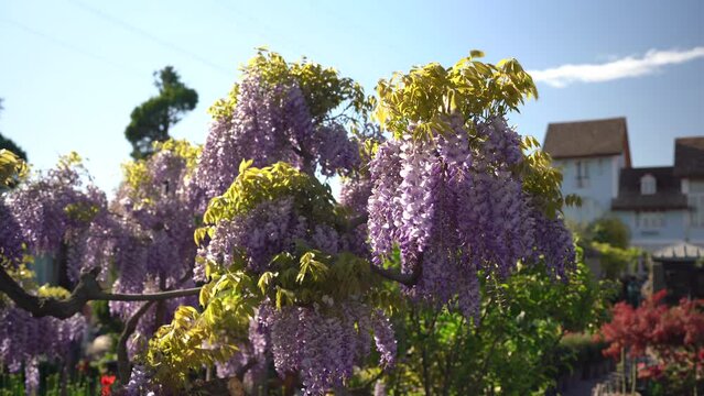 Blooming violet Wisteria Sinensis with scented classic purple flowers in hanging racemes, house on background. Garden with wisteria in spring.  Generative AI