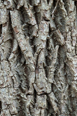 bark of a tree